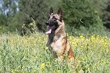 MALINOIS 799